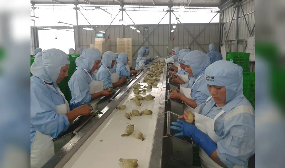 Principales destinos de los productos son Estados Unidos, Bélgica y Alemania. Foto: La República