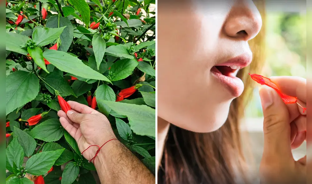 Conoce a una de las flores más recordadas llamada Farolito o Malvaviscus penduliflorus. Foto: composición LR/Twitter/@JiyeonBanks 7 Freepik Conoce a una de las flores más recordadas llamada Farolito o Malvaviscus penduliflorus. Foto: composición LR/Twitter/@JiyeonBanks 7 Freepik