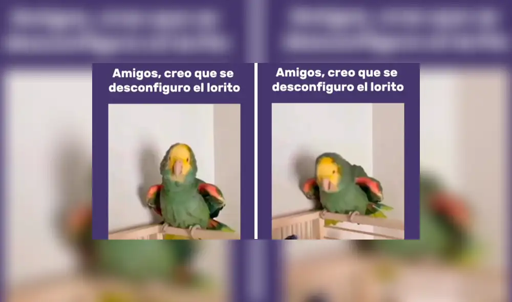 El video cuenta con cerca de un millón de vistas. Foto: composición LR/TikTok