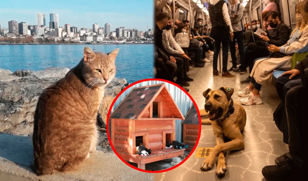 “Son parte esencial de nuestras vidas en Estambul”, según una activista de la ciudad. Foto: composición LR / CNN / Planeta Estambul / Vueltalmun