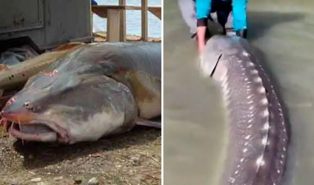 Habita en aguas costeras Europeas de Islandia a Noruega, hasta el Mediterráneo y el mar negro. Foto: captura de Clarín