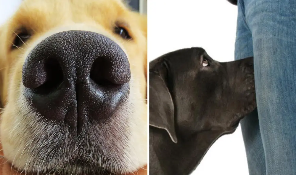 Que lo perros huelan tu entrepierna no significa que lo haga con un tipo de orientación hacia lo sexual. Foto: composición LR/Soy un perro/Experto animal