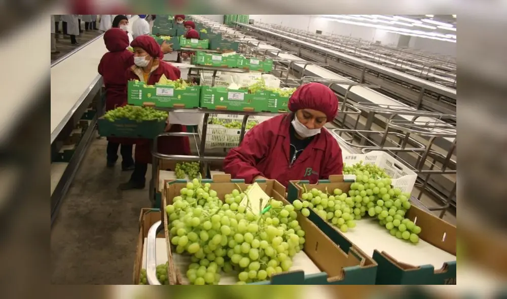 Las exportaciones de uvas frescas alcanzaron los US$637 millones. Foto: Midagri Las exportaciones de uvas frescas alcanzaron los US$637 millones. Foto: Midagri