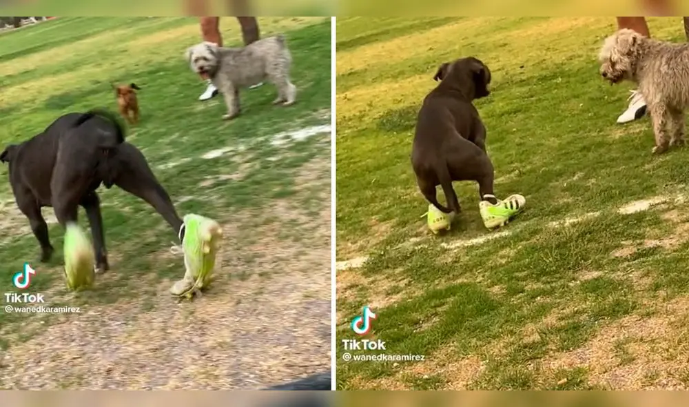 La curiosa escena es viral en TikTok. Foto: composición LR/captura/TikTok La curiosa escena es viral en TikTok. Foto: composición LR/captura/TikTok