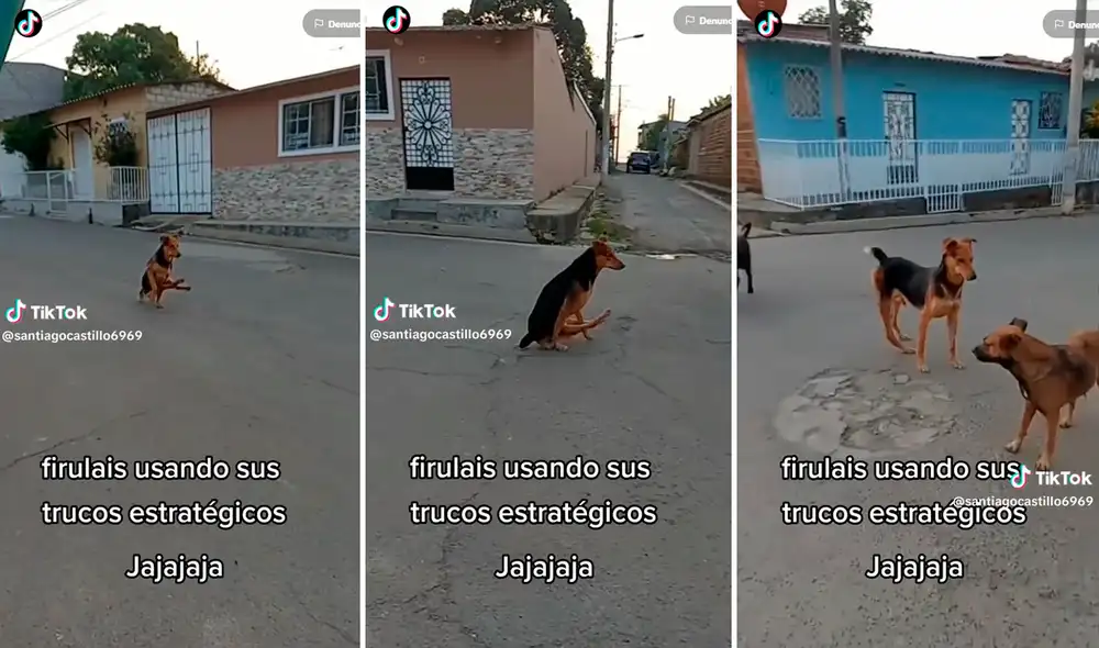 El estado de la mascota preocupó a muchos, pero a los pocos minutos comenzaron a reír por su recuperación. Foto: Composición de LR/TikTok/@Santiagocastillo6969