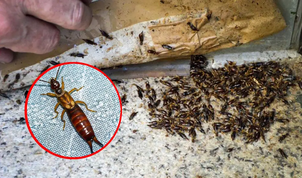 La tijereta es uno de los insectos que suelen estar en lugares poco frecuentados del hogar. Foto: composición LR/Control de plagas Hospitalet/El Periódico Mediterráneo