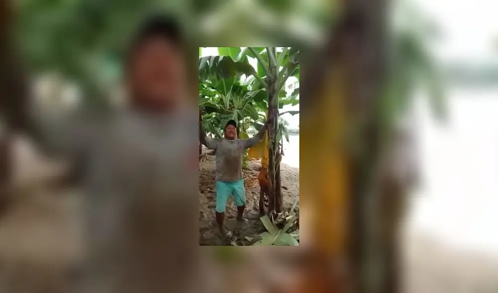 El agricultor perdió gran parte de su siembra en el distrito de Querecotillo. Foto: captura de Del Chira Noticias - Video: