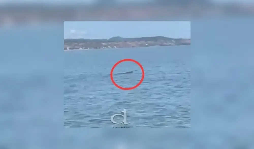 Esta especie de reptil es común en los lagos y ríos. Foto: captura DTumbes Noticias Esta especie de reptil es común en los lagos y ríos. Foto: captura DTumbes Noticias
