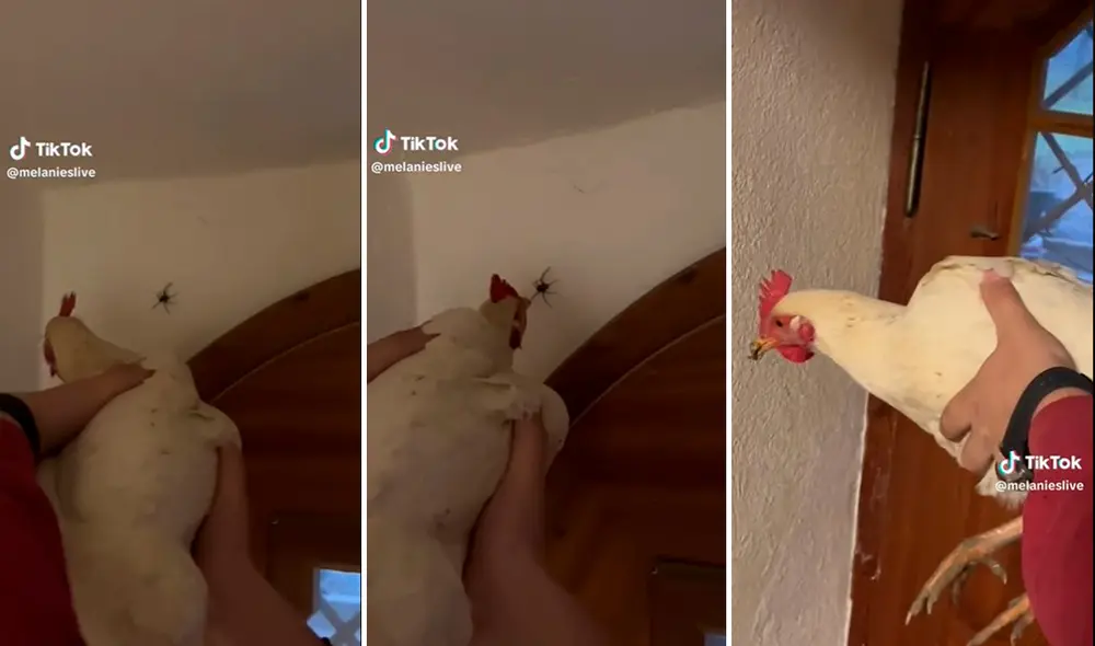 La gallina sorprendió con su singular habilidad. Foto: composición LR / capturas de TikTok / @melanieslive La gallina sorprendió con su singular habilidad. Foto: composición LR / capturas de TikTok / @melanieslive