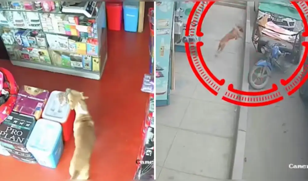 Los dueños indicaron que ayudarían al can. Foto: Paolo Zegarra/La República