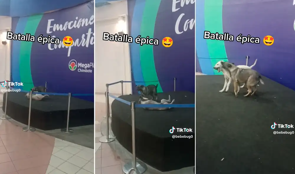 Los animales acapararon las miradas y se llevaron miles de aplausos. Foto: composición LR/TikTok/@BebeBug0