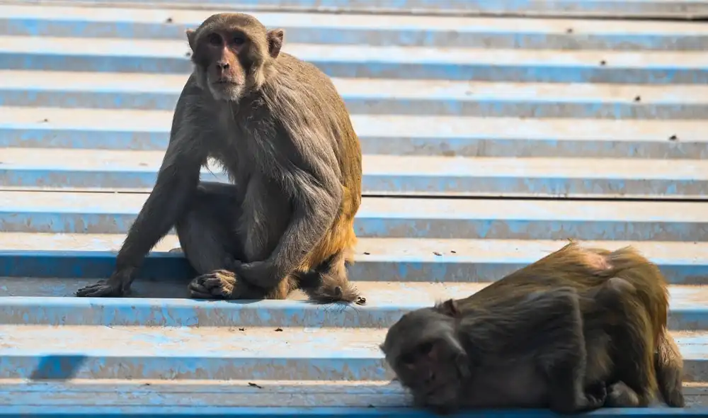 El hecho ocurrió en la aldea de Katukuri, la India. Foto: referencial/AFP