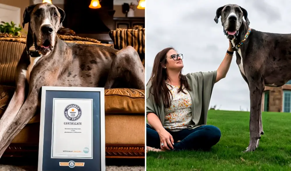 El perro más grande del mundo ha sido reconocido por los Guinness World Records. Foto: composición LR/guinnessworldrecords