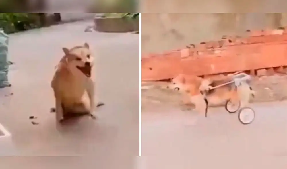 Usuarios se alegran porque el can ahora puede correr sin dificultades. Foto: composición LR/ captura de Twitter