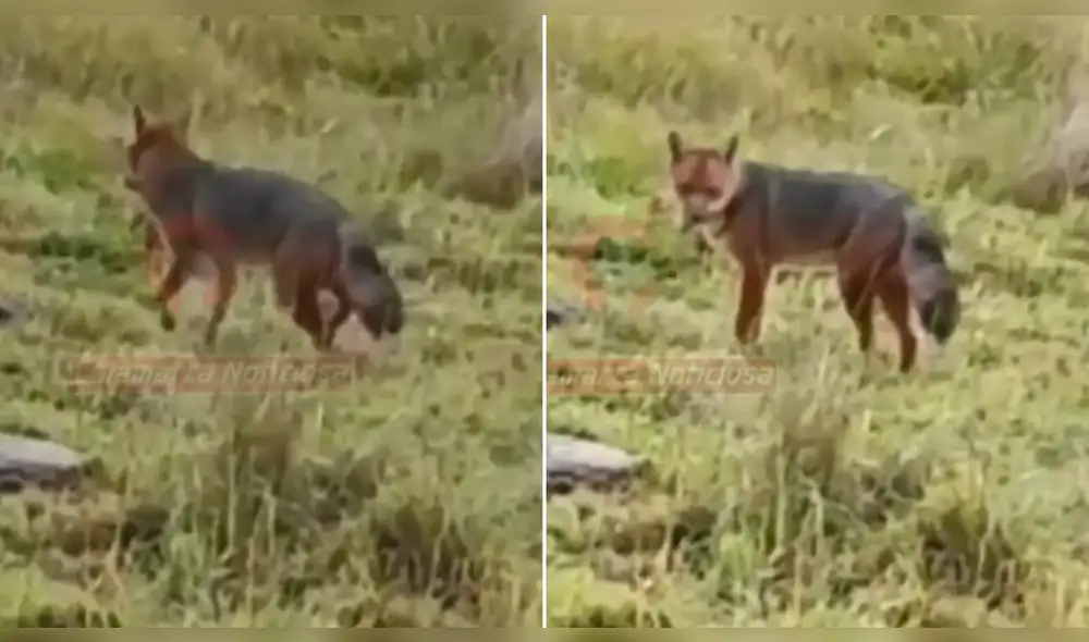 El 'amigo de Run Run' en Cajamarca. Foto y video: Cajamarca Noticiosa El 'amigo de Run Run' en Cajamarca. Foto y video: Cajamarca Noticiosa