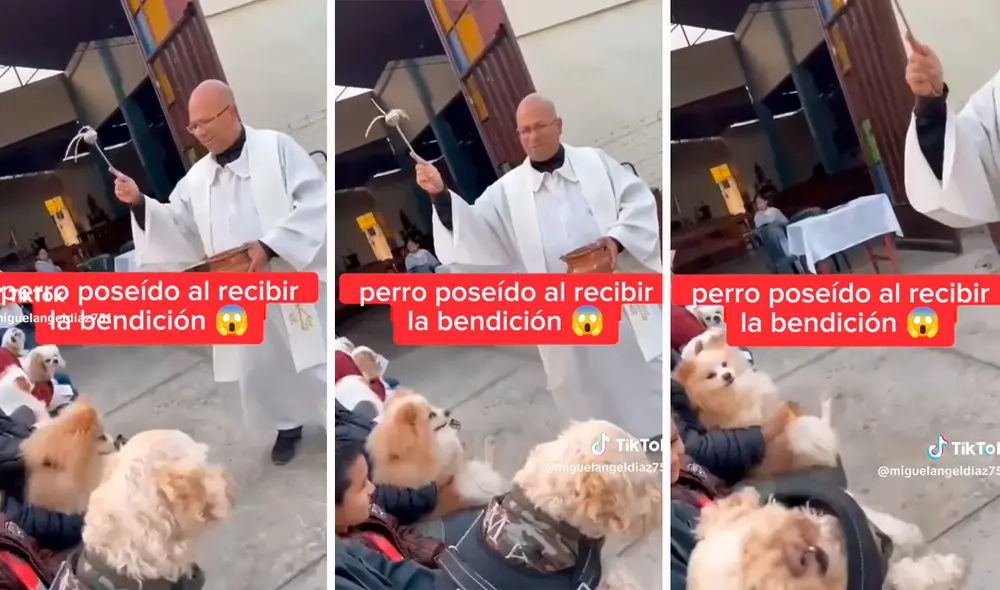 El pequeño can no tuvo la mejor reacción. Foto: composición LR / capturas de TikTok / @mibiel El pequeño can no tuvo la mejor reacción. Foto: composición LR / capturas de TikTok / @mibiel