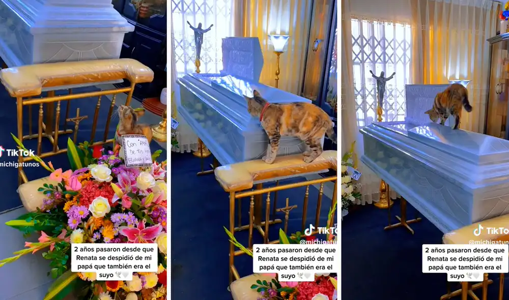 Singular escena protagonizada por el animal fue viral en redes sociales. Foto: composición LR / capturas de TikTok / @michigatos