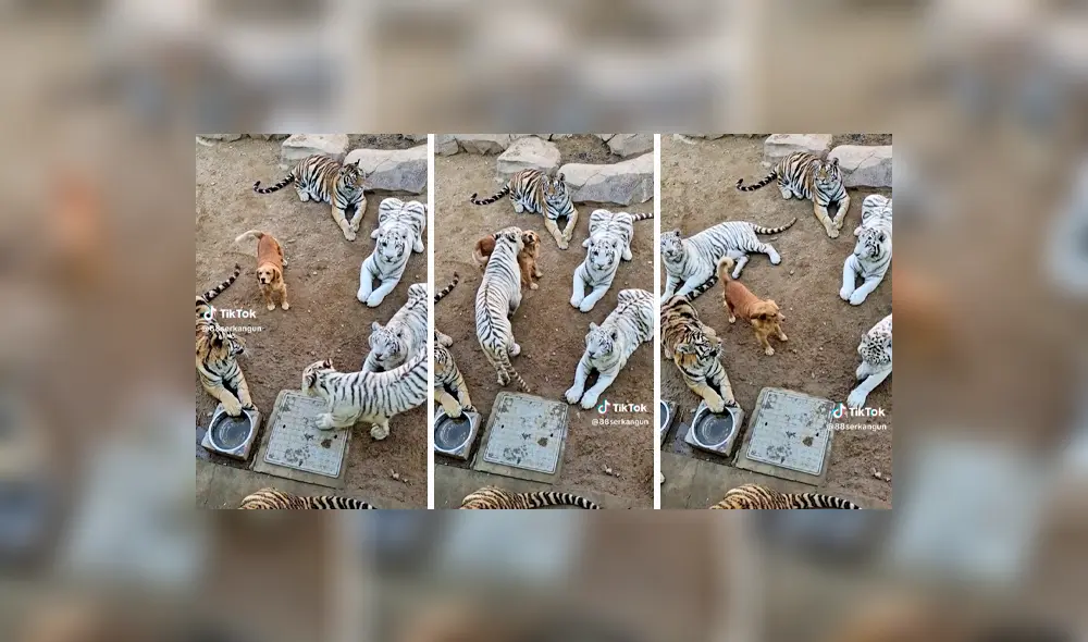 El video cuenta con más de 882.000 vistas. Foto: composición LR/TikTok El video cuenta con más de 882.000 vistas. Foto: composición LR/TikTok