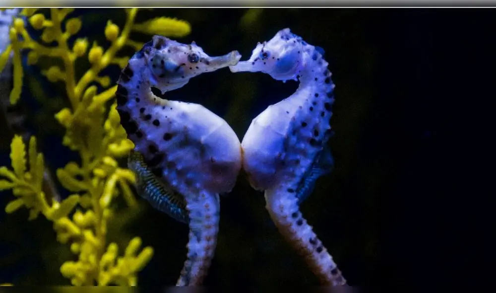 La gestación de los caballitos de mar machos es de 10 días a 6 semanas en total. Foto: composición LR / National Geographic