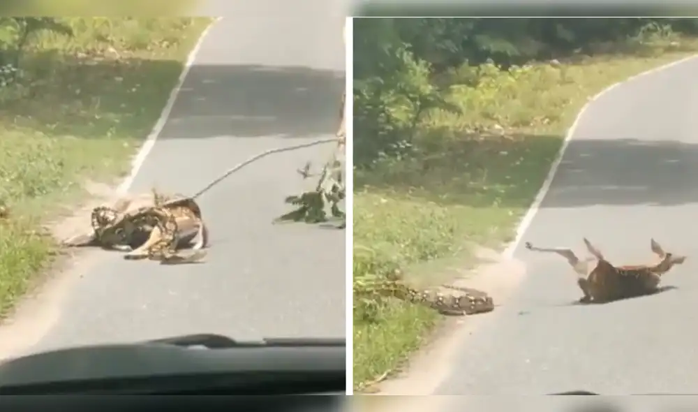 Usuarios no están de acuerdo con la acción que realizó la persona en el video. Foto: composición LR/ captura de Twitter