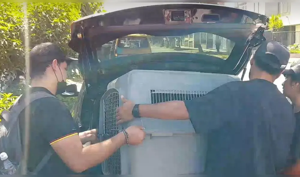 Canes fueron llevados a 3 albergues de Arequipa. Foto: captura/Yaraví