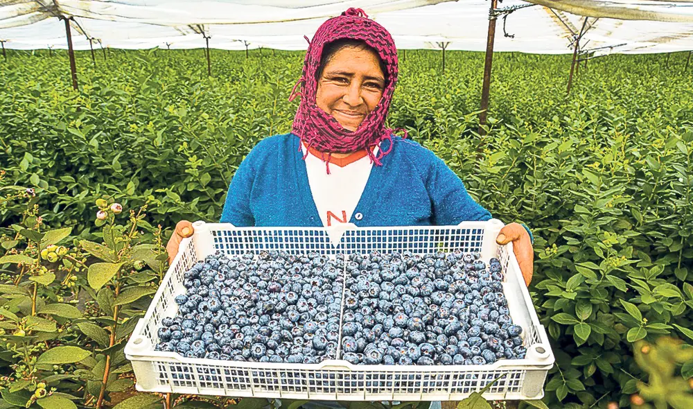 Agroexportación. Más de un millón de arándanos han sido exportados a Taiwán. Foto: difusión