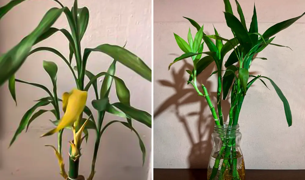 El Bambú de la suerte es un símbolo de prosperidad. Foto: composición LR