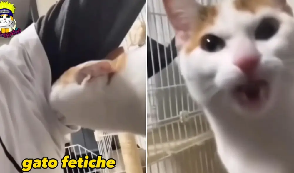 La reacción del gato y la narración del video hicieron que el clip se vuelva muy popular en internet. Foto: composición LR/Aristoggatos/Facebook - Video: Aristoggatos/Facebook La reacción del gato y la narración del video hicieron que el clip se vuelva muy popular en internet. Foto: composición LR/Aristoggatos/Facebook - Video: Aristoggatos/Facebook