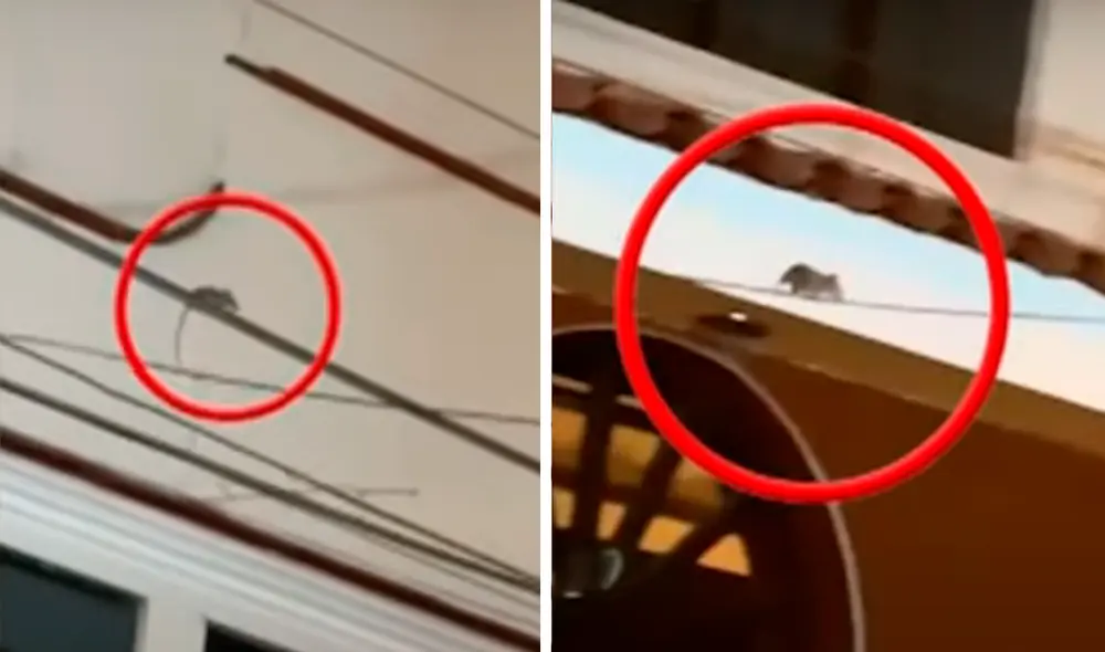 El municipio de Pueblo Libre utilizó un dron para captar imágenes del techo de la casa donde se estarían criando gallos, pero las calaminas impidieron una visión clara del terreno. Foto: composición LR / Panamericana / Panamericana El municipio de Pueblo Libre utilizó un dron para captar imágenes del techo de la casa donde se estarían criando gallos, pero las calaminas impidieron una visión clara del terreno. Foto: composición LR / Panamericana / Panamericana