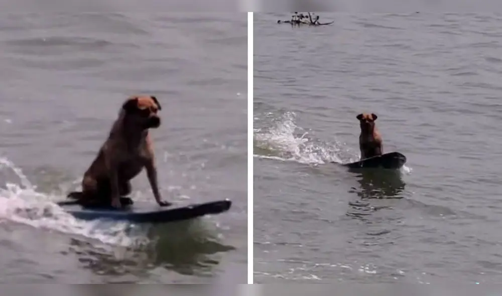 Usuarios elogiaron al can tras verlo con buen equilibrio sobre el mar. Foto: composición LR/ TikTok/ @manzanitaitzel