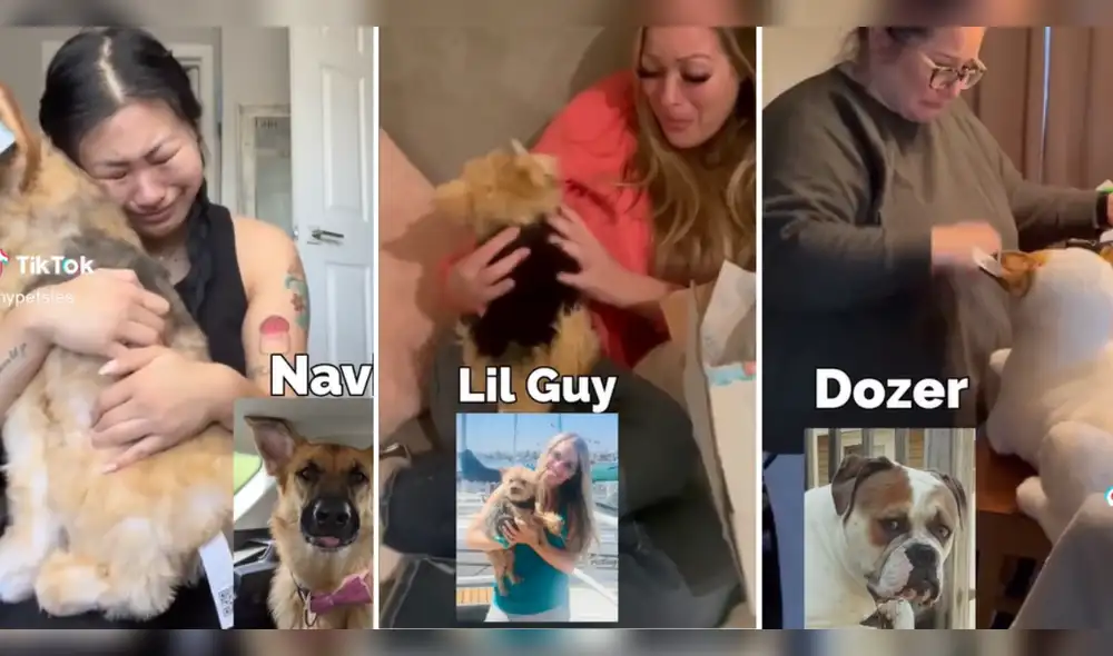 Usuarios mencionaron que también les gustaría tener un peluche como réplica de sus mascotas. Foto: composición LR/ TikTok/ @mipetsies Usuarios mencionaron que también les gustaría tener un peluche como réplica de sus mascotas. Foto: composición LR/ TikTok/ @mipetsies