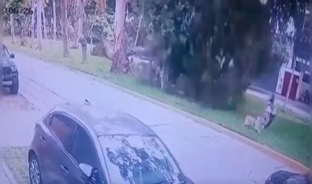 El hecho se debería a la afectación de las capas de suelo que cubren la raíz de los árboles y que podrían estarse debilitando por el riego. Foto: Canal N - Video: Canal N El hecho se debería a la afectación de las capas de suelo que cubren la raíz de los árboles y que podrían estarse debilitando por el riego. Foto: Canal N - Video: Canal N