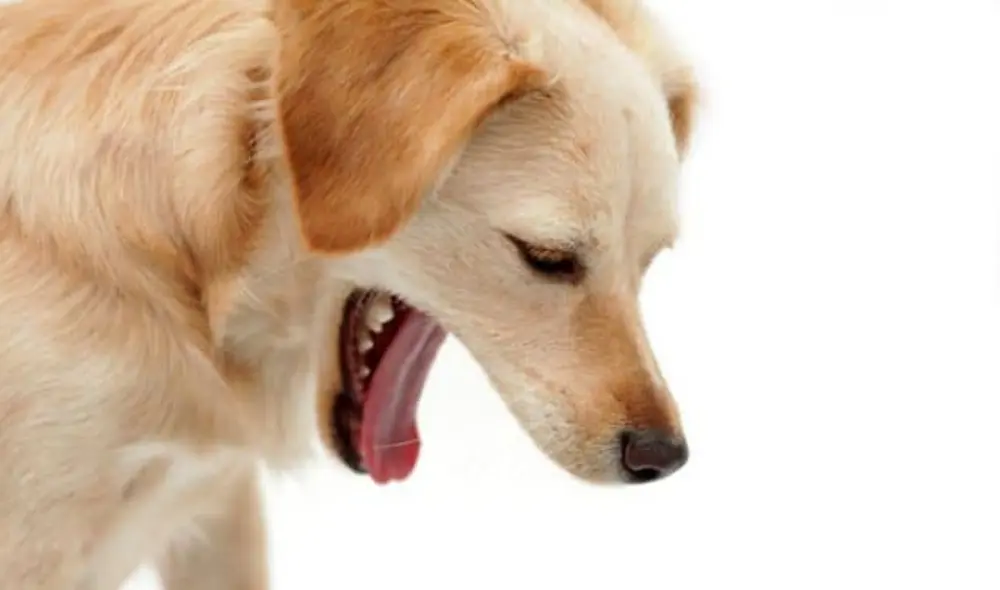 Los perros suelen sorprender a sus dueños con comportamientos extraños. Foto: Veterinarium