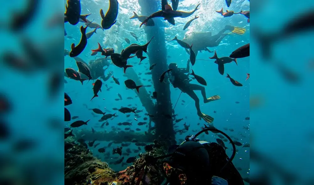 El arrecife natural es horas de decenas de especies marinas. Foto: Chelonia