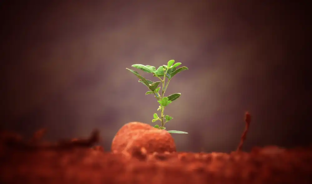 Un arroz editado genéticamente parece tener las propiedades para ser cultivado en la superficie marciana. Foto: referencial / The Mars Society of Canada Un arroz editado genéticamente parece tener las propiedades para ser cultivado en la superficie marciana. Foto: referencial / The Mars Society of Canada