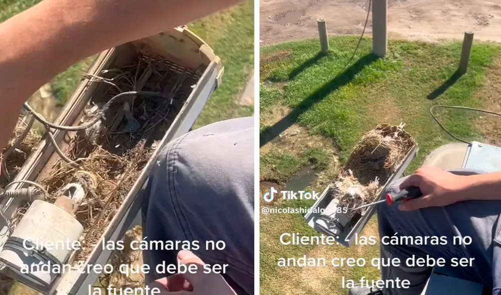 El ave no encontró mejor lugar que la cámara para almacenar sus huevos. Foto: composición LR/TikTok/@Hicomseguridad
