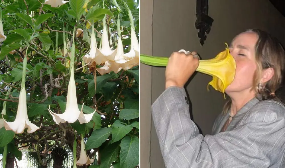 El floripondio tiene varios efectos dañinos en el organismo de la persona. Foto: composición LR/Twitter/InformaCosmos/Medium