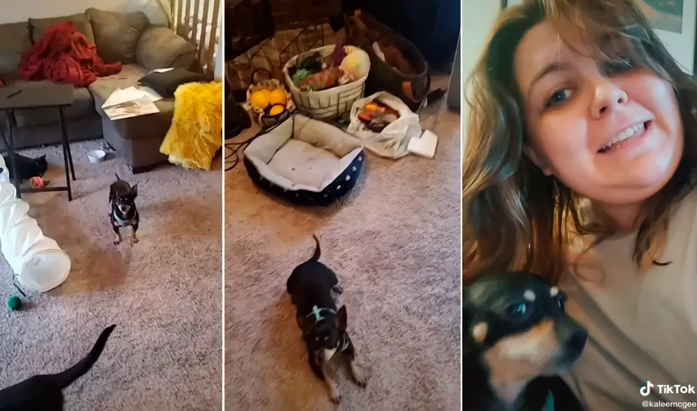 Usuarios no pararon de reír al ver que el perro no era 'bilingüe'. Foto: composición LR/TikTok/@Kaleemcgee Usuarios no pararon de reír al ver que el perro no era 'bilingüe'. Foto: composición LR/TikTok/@Kaleemcgee