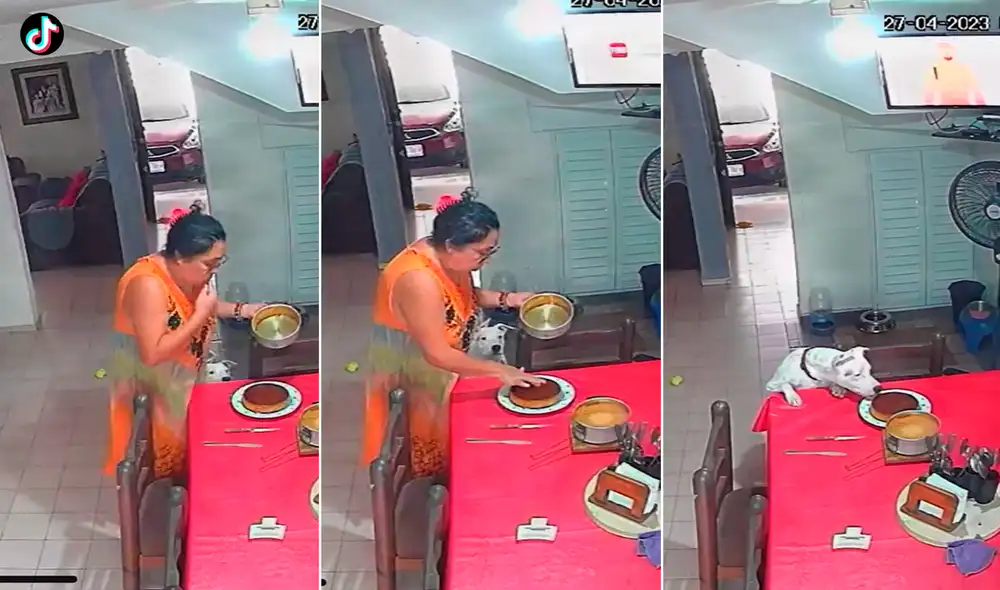 El perro es un buen alumno y repitió todo lo que hizo su dueña. Foto: composición LR/TikTok/@Jessicabuenfil0 El perro es un buen alumno y repitió todo lo que hizo su dueña. Foto: composición LR/TikTok/@Jessicabuenfil0