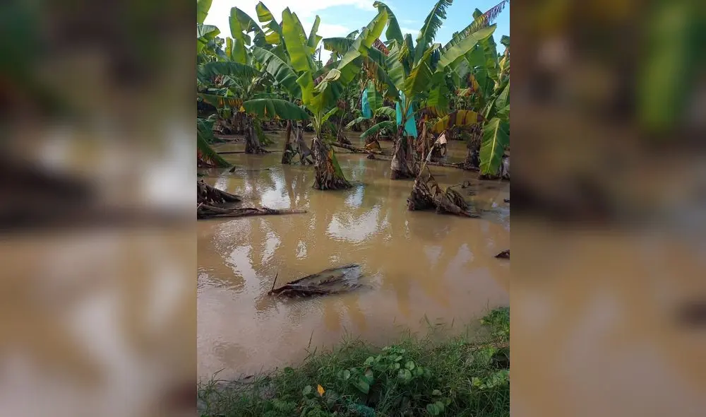 perjuicio. Agricultores pertenecientes a la Junta de Usuarios del Chira lamentaron nuevo desborde de aguas de afluente en parcelas. Almendra Ruesta