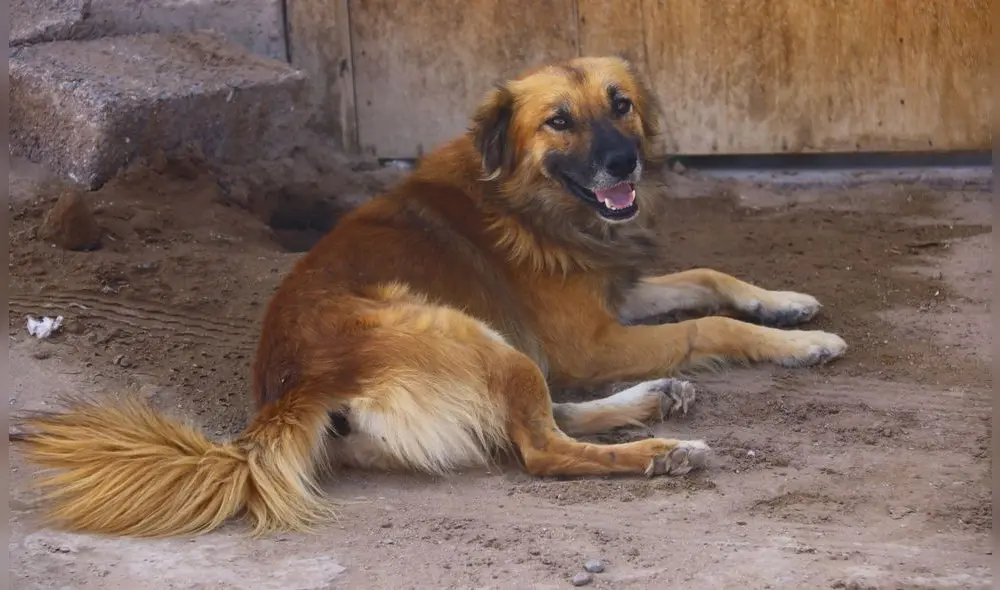 El perro chiribaya es uno de los héroes olvidados del desarrollo ganadero andino. Foto: archivo LR El perro chiribaya es uno de los héroes olvidados del desarrollo ganadero andino. Foto: archivo LR