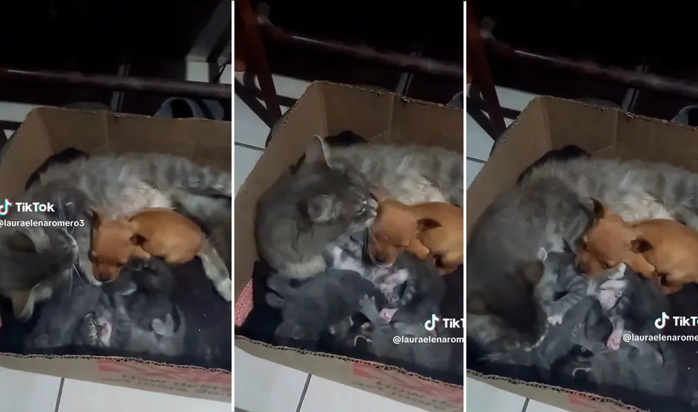 Peculiar escena que protagonizaron las mascotas se hizo viral en redes. Foto: composición LR/capturas de TikTok/@LauraElenaRomero3 Peculiar escena que protagonizaron las mascotas se hizo viral en redes. Foto: composición LR/capturas de TikTok/@LauraElenaRomero3