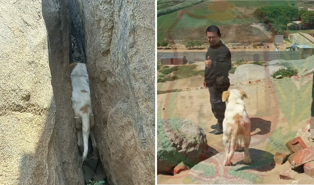 Animal fue rescatado sin lesiones. Foto: Seguridad Ciudadana de Moche