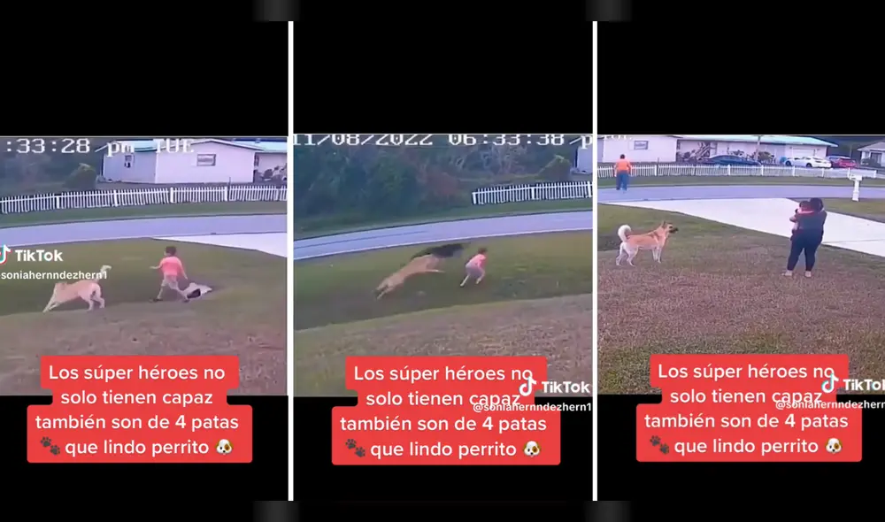 Cibernautas aplaudieron la acción que tuvo el perrito hacia el niño. Foto: composición LR/ TikTok/ @SoniaHernandezHern1