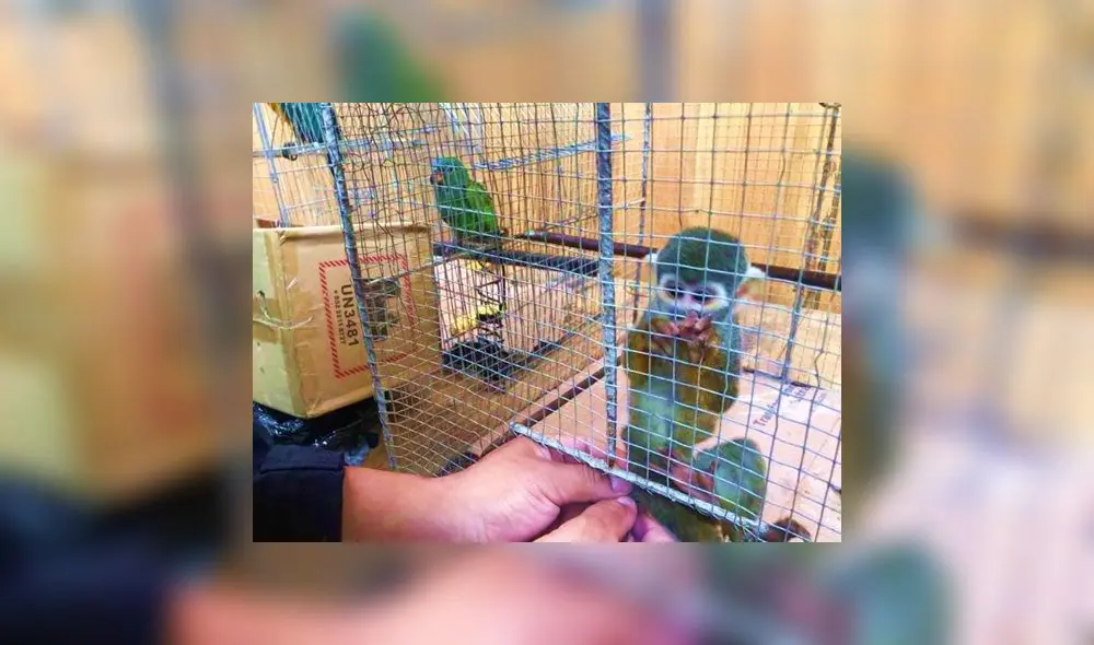 Animales eran trasladados en pésimas condiciones. Foto: Fiscalía/difusión Animales eran trasladados en pésimas condiciones. Foto: Fiscalía/difusión