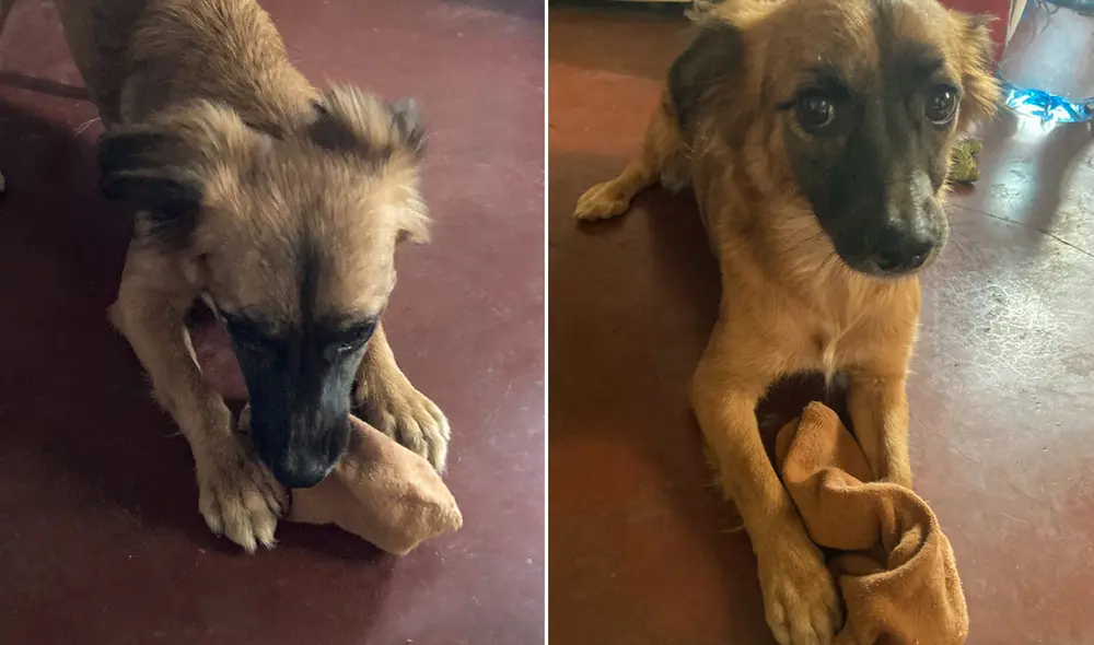 Que tu perro muerda tus medias tiene un significado. Foto: La República