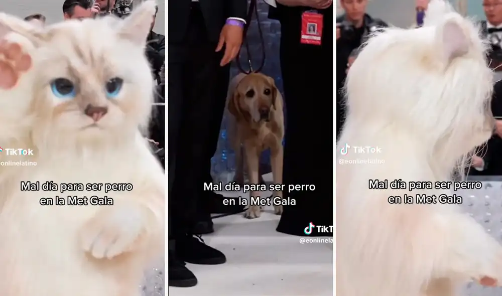 Singular situación se volvió viral en redes sociales. Foto: composición LR / capturas de TikTok / @eonlinelatino