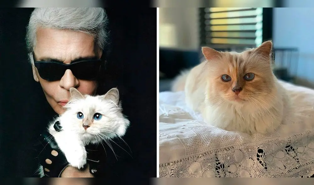 Choupette fue la invitada más esperada en la Met Gala 2023. Foto: composición LR/Instagram/Choupette Choupette fue la invitada más esperada en la Met Gala 2023. Foto: composición LR/Instagram/Choupette
