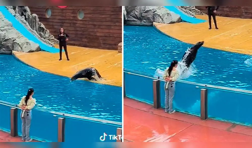 Usuarios realizan divertidos comentarios después de ver la escena protagonizada por un lobo marino y una joven. Foto: composición LR/TikTok/@Enigma.jr Usuarios realizan divertidos comentarios después de ver la escena protagonizada por un lobo marino y una joven. Foto: composición LR/TikTok/@Enigma.jr