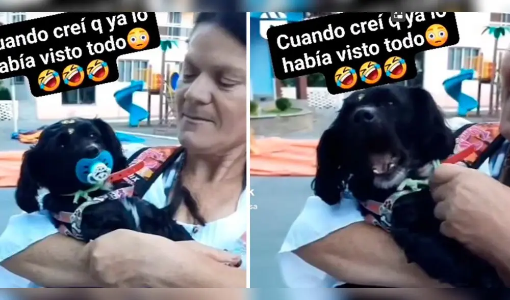 Perrito llora como bebé cuando su dueña le quita el chupón de la boca. Foto: composición LR/ TikTok/ @PoncholoRosa Perrito llora como bebé cuando su dueña le quita el chupón de la boca. Foto: composición LR/ TikTok/ @PoncholoRosa